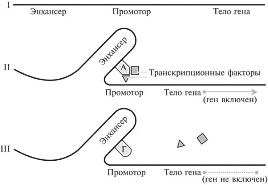 Рис 152 Iрасположение энхансера промотора и тела гена на - фото 45