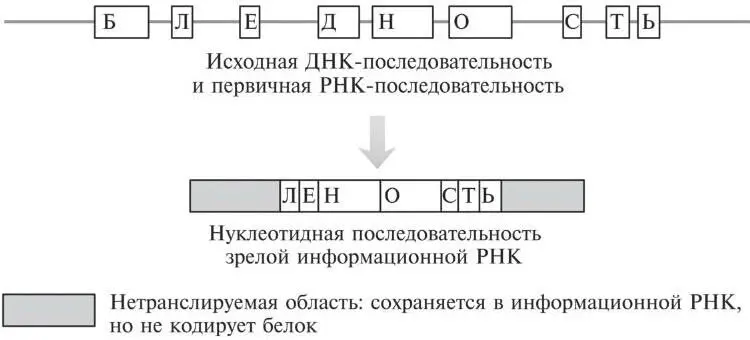 Рис 161Даже после того как в результате сплайсинга объединяются участки - фото 46