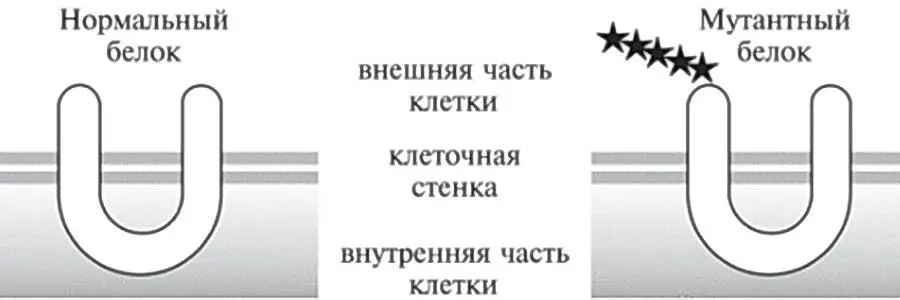 Рис 163 Справа Uобразный белок с 5 лишними аминокислотами в начале - фото 48