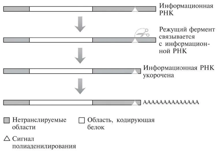 Рис 165Нуклеотидная последовательность в нетранслируемой области на конце - фото 50