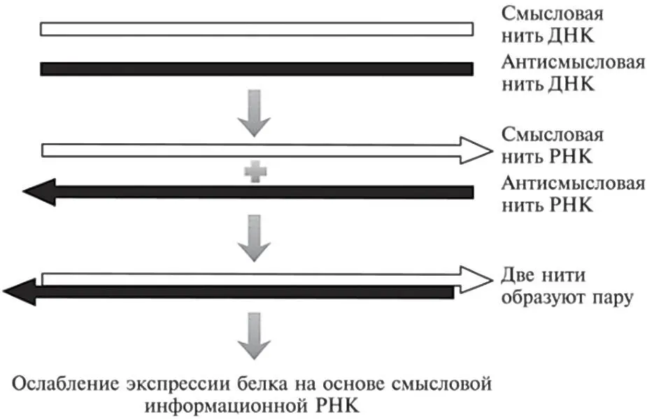Рис 192В некоторых частях генома обе цепочки ДНК могут копироваться в РНК - фото 62