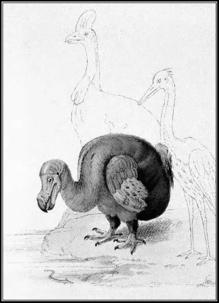 Когда Стрикланд написал книгу The Dodo and Its Kindred Додо и его родня - фото 31