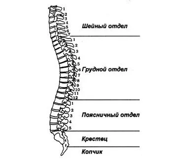 Рис 2Позвоночный столб Некогда человек был четвероногим животным Его - фото 3