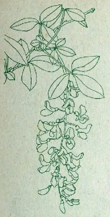 Рис 4 Бобовник анагиролистный Род Боярышник Род Боярышник Crataegus L - фото 4