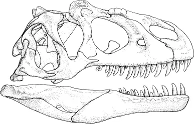 Илл 68 Череп типичного терапода Allosaurus Илл 69 Глубокая поперечная - фото 75