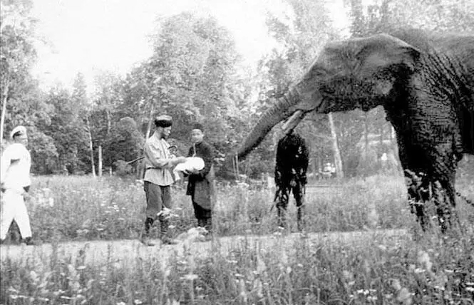Николай II собирается кормить слона 1914 г Николай II наблюдает за - фото 180