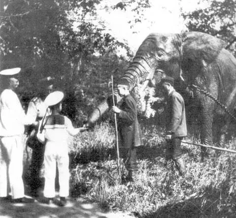 Цесаревич и Николай II кормят слона 1914 г Кормление слона Николай II - фото 182