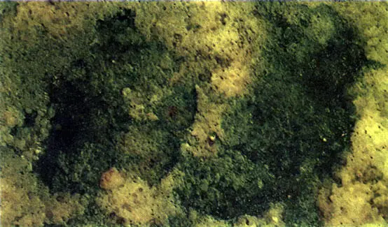 Микрофотография участка стены пораженной водорослями до обработки - фото 116