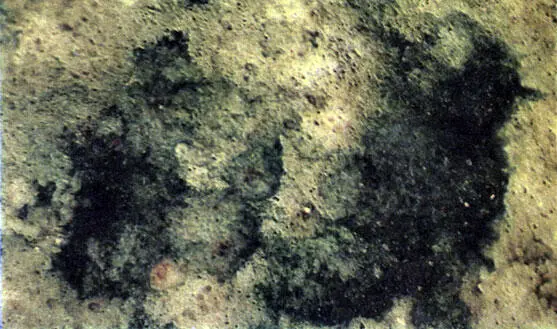 Микрофотография участка стены пораженной водорослями вскоре после обработки - фото 117
