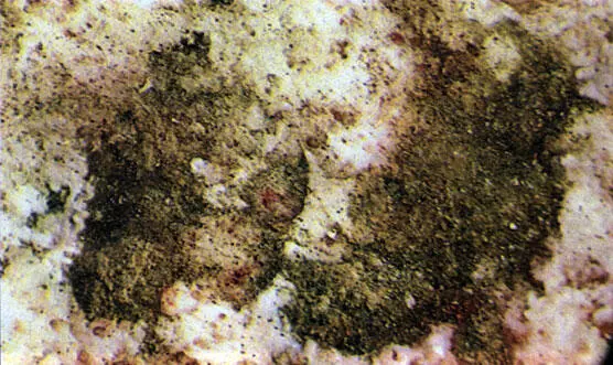 Микрофотография участка стены пораженной водорослями четыре месяца спустя - фото 118