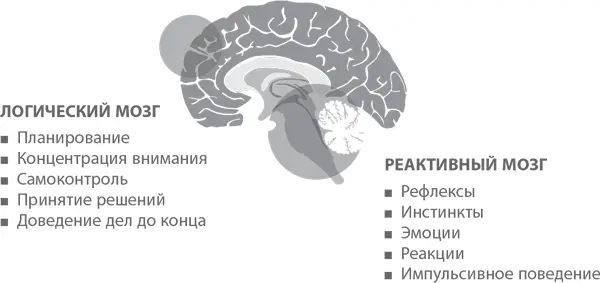 К счастью нейробиология говорит что тренировка позволяет изменить мозг и - фото 6