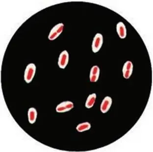 Рис 10 Капсулы бактерий Klebsiella pneumoniae Окраска по методу - фото 269