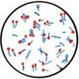 Рис 105 Clostridium tetani Окраска спор по способу Меллера Рис 107 - фото 284