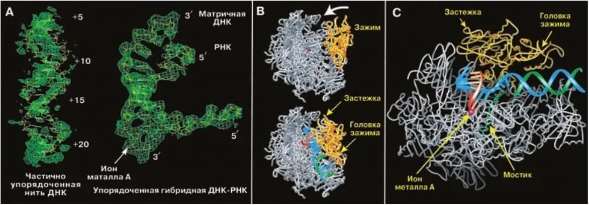 Рис 119 Пространственная структура транскрипционного комплекса по А Л - фото 289
