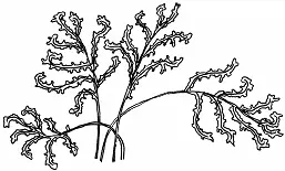 Рис Родинао Крит Внешний вид и строениемноголетний папоротник Листья - фото 50