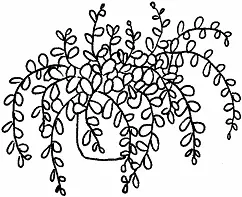 Рис Родинао Корсика Внешний вид и строениеминиатюрное растеньице с - фото 58