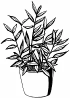 Рис РодинаКитай Внешний вид и строениевечнозеленое ползучее растение с - фото 20