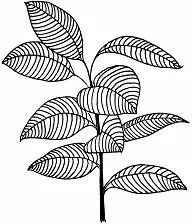 Рис РодинаИндия Внешний видвьющееся растение с тонкими изящными стеблями - фото 26