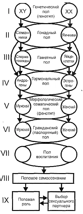 Рис 1 Схема формирования пола у человека К примеру если у эмбриона с - фото 2