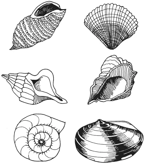 Рисунок 1 Разные формы морских и речных раковин Несомненно что морские - фото 4