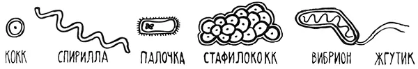 Какова бактерия на вкус Бактерии встречаются на Земле повсюду Причем с - фото 8