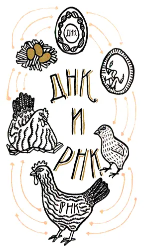 Теперь проблема яйца и курицы решена Проблема курицы и яйца кажется - фото 55