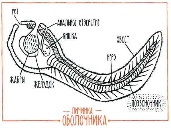 Мы что же происходим от сгустка слизи Миксины без сомнения самые слизистые - фото 80