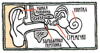 Почему вы с макрелью некогда были похожи Не каждый верит в эволюцию До сих - фото 91