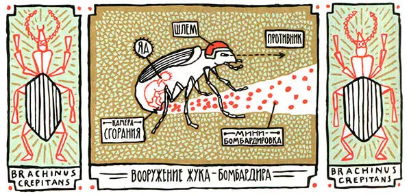 Бывают ли жуки с зенитными орудиями Дарвин коллекционировал разные вещи но - фото 114