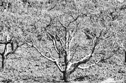 Рис 8 Глина долго держится на дереве защищает кору от солнца и мороза от - фото 13