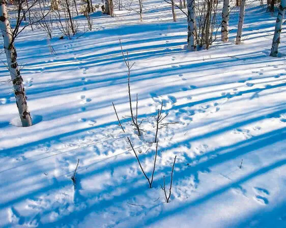 В глуши таёжной сборник - фото 98