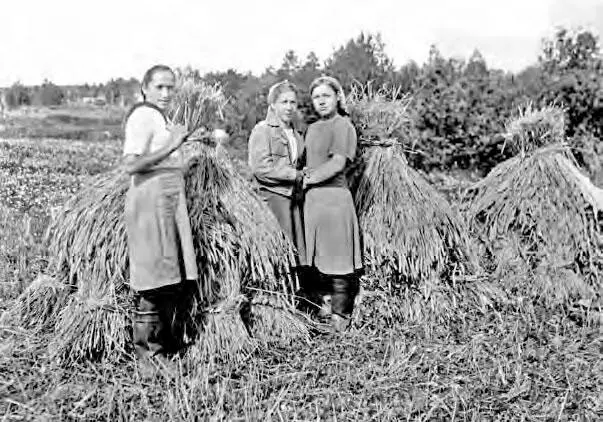 Тяжёлый крестьянский хлеб Жатва колхоз Авангард Верхние Таволги 1945 г - фото 156