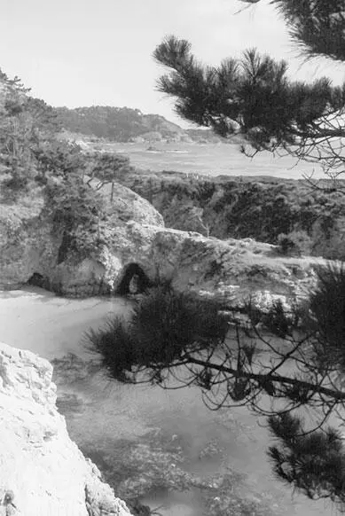 Point Lobos California Оттуда мы отправились вдоль Тихого океана в БигСур по - фото 149