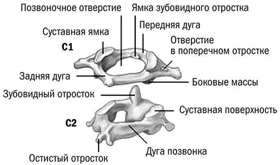 Рис 7 Строение атланта С1 и аксиса С2 Первый шейный позвонок атлант не - фото 7