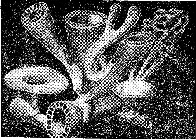 Рис 4 Археоциаты первые животныестроители морских рифов Рис 5 - фото 4