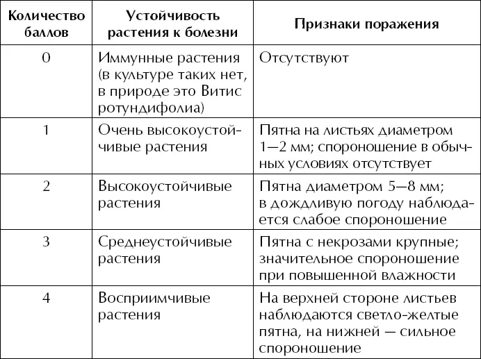 Таким образом кусты винограда которые поражены на 2 балла не требуют - фото 38