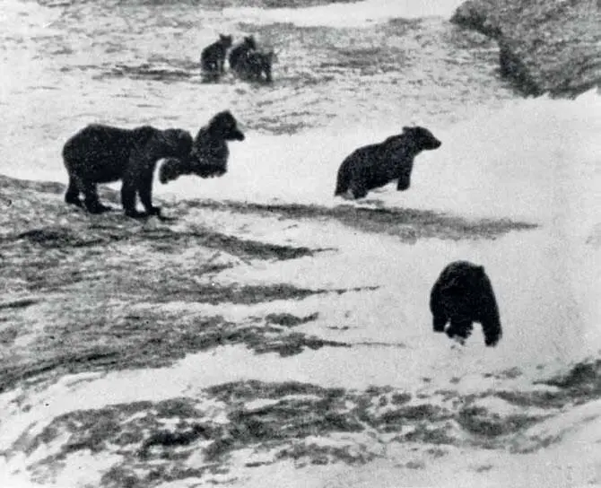 Снимок из книжки моего коллеги шведского фотографаанималиста Свена - фото 36