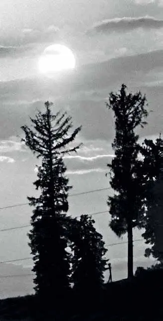 Июнь Подмосковные вечера В Сибири приход лета для меня всегда связан с - фото 112