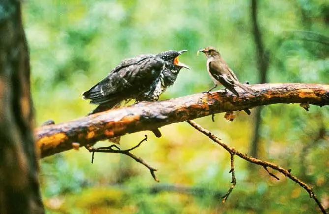 В июне у птиц появилось потомство И те кто часто бывает в лесу могли если - фото 109