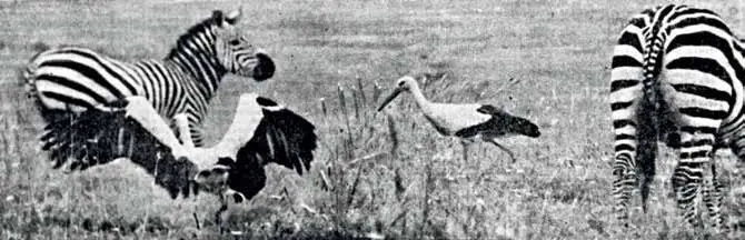 Фото автора 1 мая 1969 г Мещерский дневник Окно в природу Я сижу в шалаше - фото 21