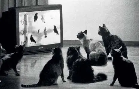 кошки тоже любят посидеть у телевизора Фото В Пескова и из архива автора 6 - фото 11