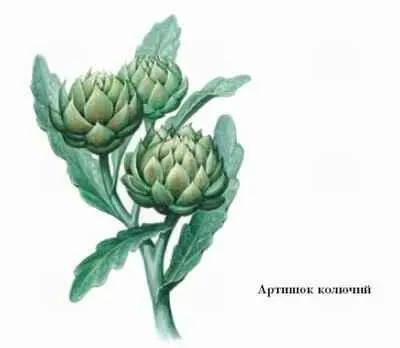 Введён в культуру в Средиземноморье задолго до нэ Как деликатесный овощ - фото 34
