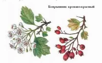 БРАЧНЫЙ ПЕРИОД период спаривания у животных Как правило имеет сезонную - фото 85
