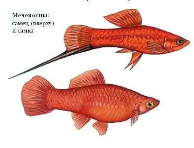 МЕЧЕХВОСТЫ класс морских членистоногих Это древнейшие беспозвоночные 5 - фото 29
