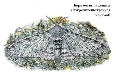 Мимикрия выработана животными и растениями в результате борьбы за существование - фото 33