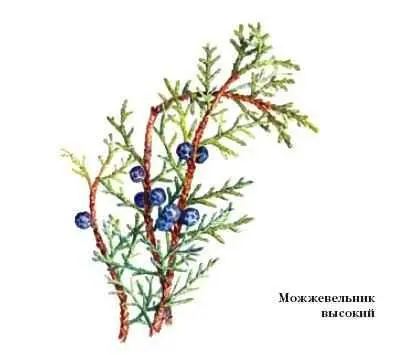 МОЗАЗАВРЫ вымершие морские пресмыкающиеся подотряда ящериц Были широко - фото 37