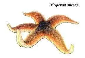 МОРСКИЕ ЗМЕИ семейство ядовитых змей Включает ок 50 видов Населяют - фото 49