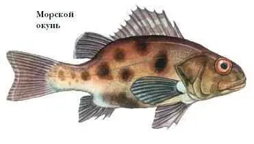 МОРСКИЕ СВИНКИ род грызунов сем свинковых Включает 6 видов Обитают в - фото 53
