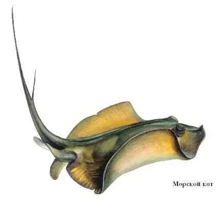 МОРФОЛОГИЯ ЖИВОТНЫХ изучает форму и строение животных организмов в их - фото 56