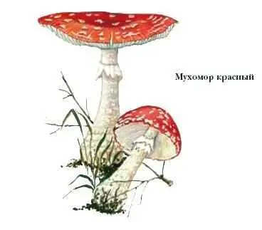 МУЧНИСТОРОСЯНЫЕ ГРИБЫ паразиты растений Вызывают заболевания при которых - фото 62